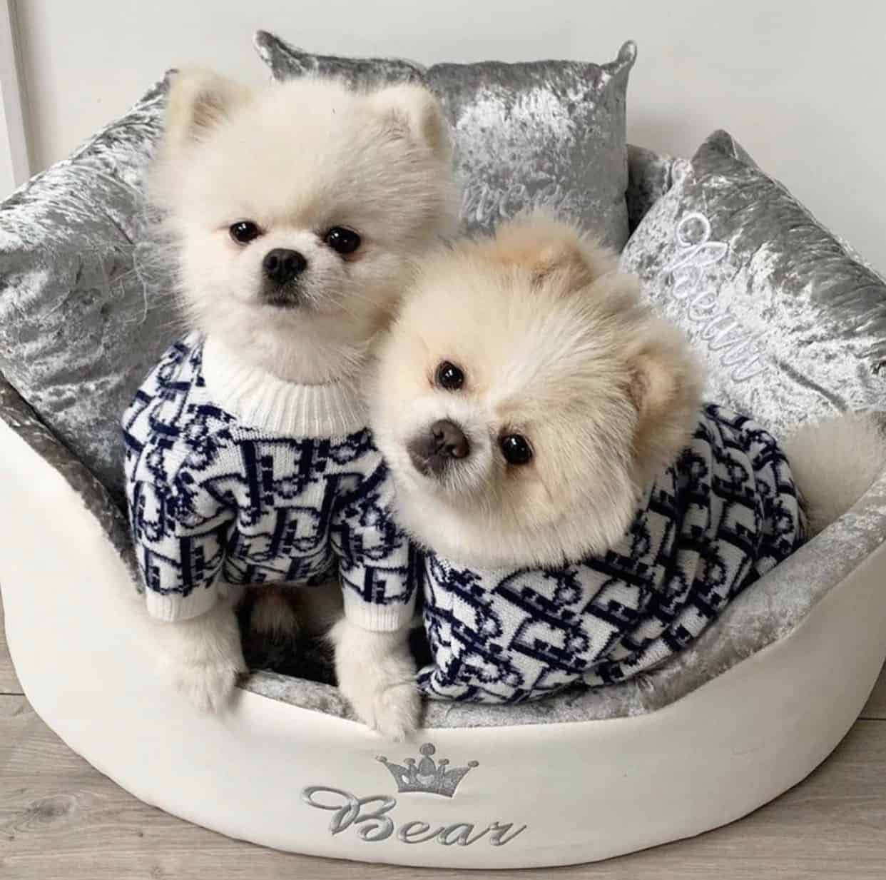 Dogior Monogram Dog Sweater