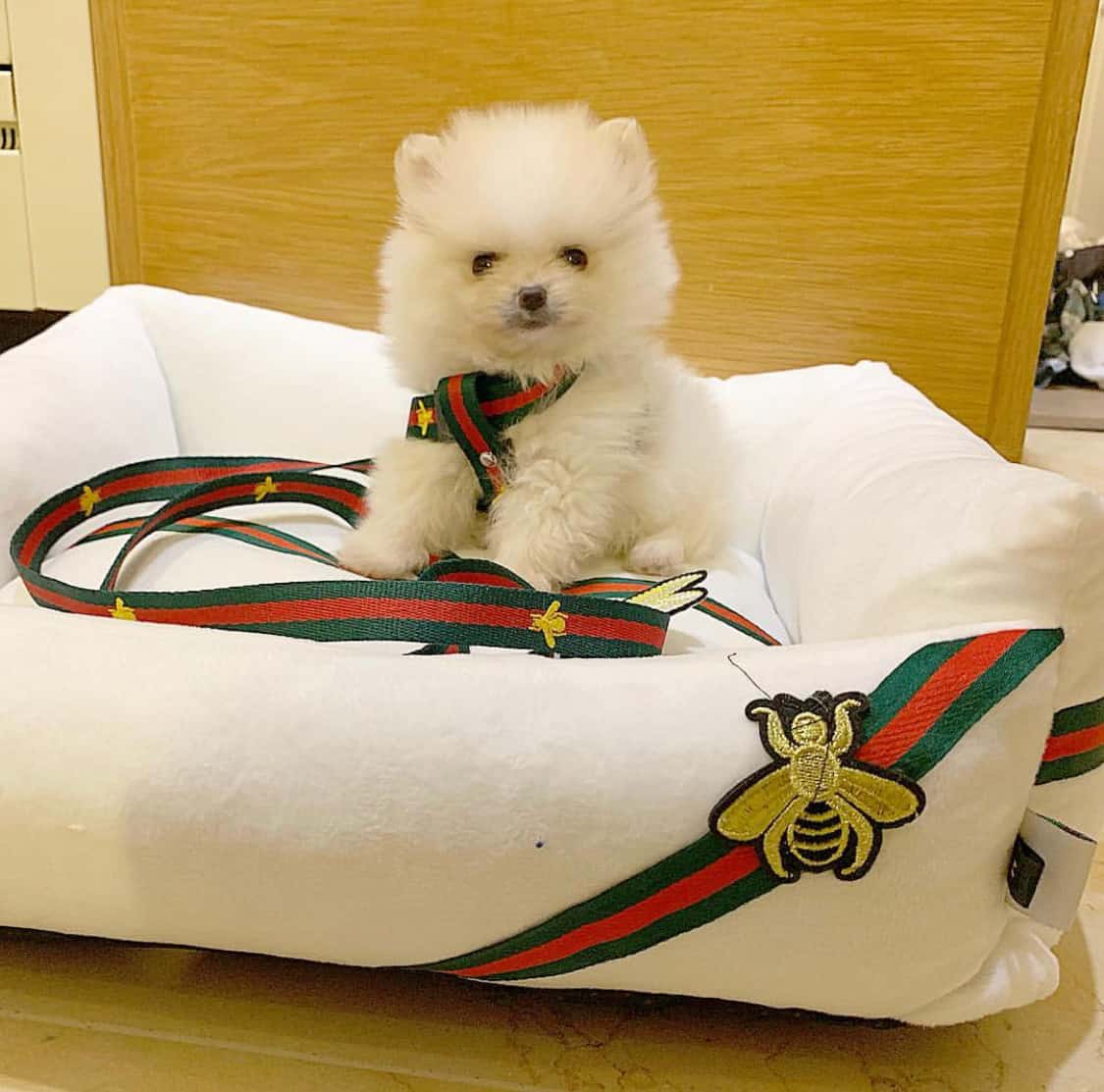 G-BEES Dog Harness and Leash Set