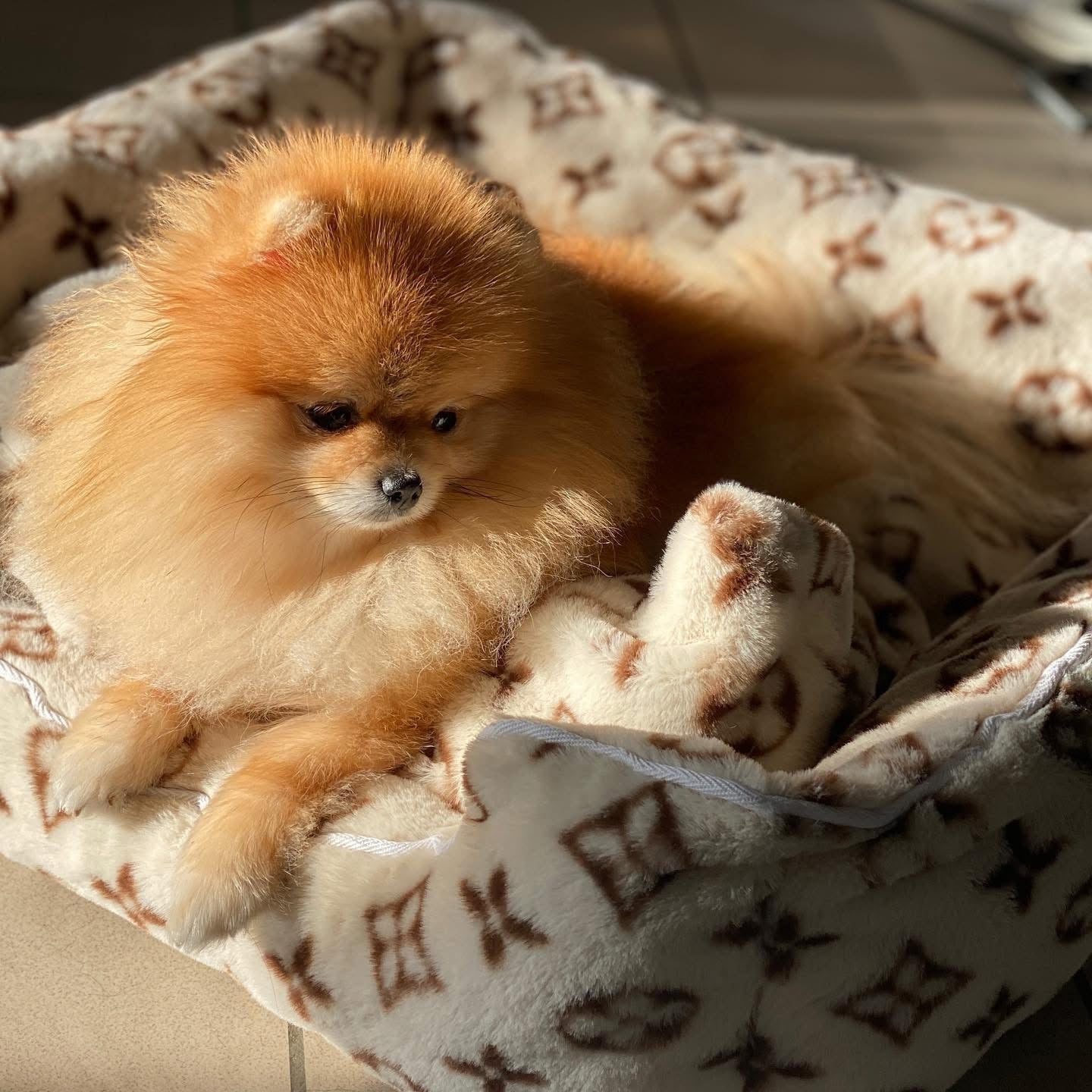LOUINA COZY DOG BED