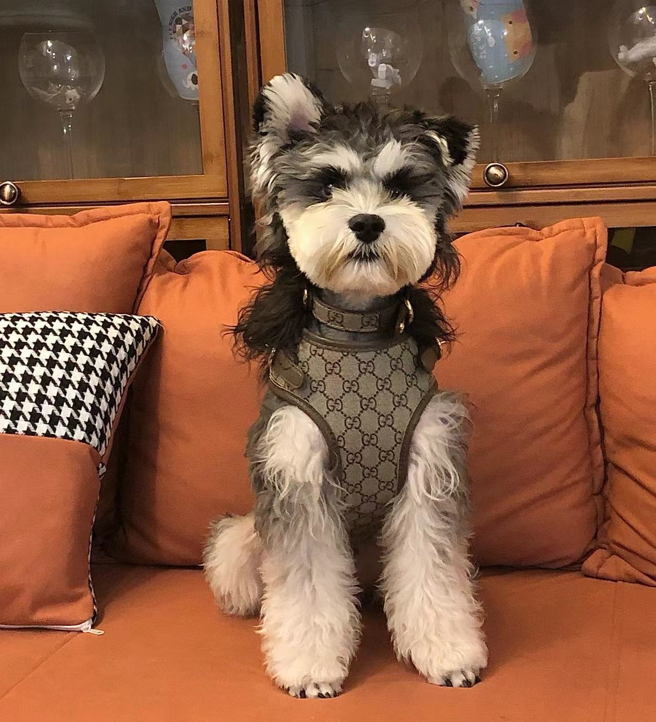 LUXURY LEATHER POOCHI HARNESS, COLLAR & LEAD