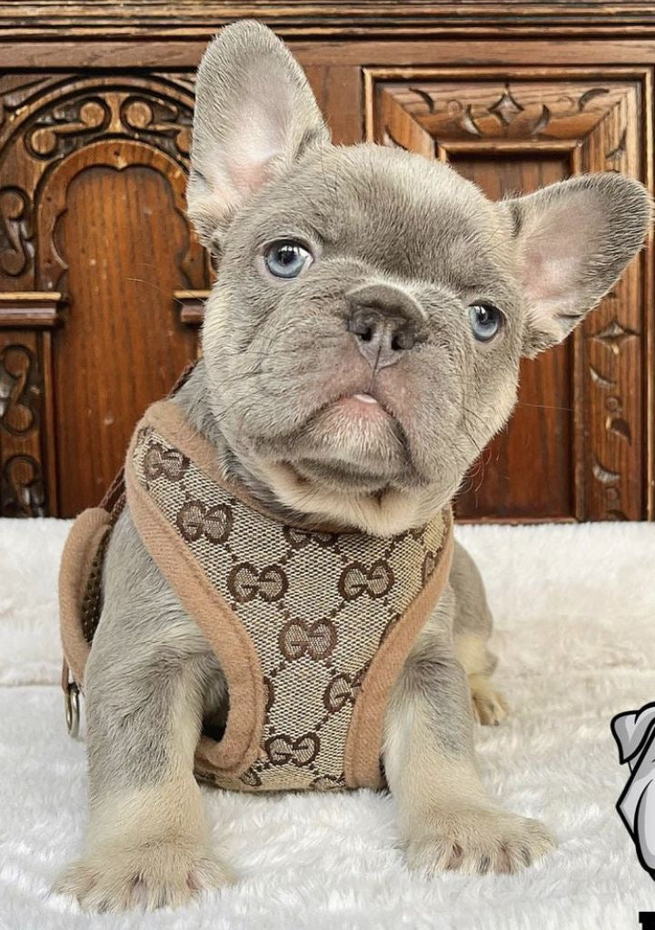 COCI HARNESS & LEASH SET