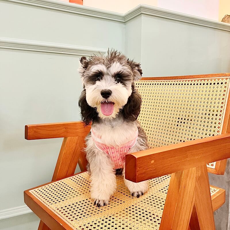 pink Dog sweater w526#