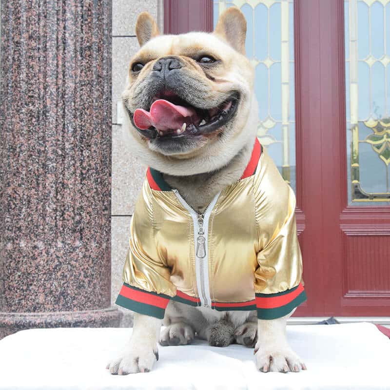 Glossy dog  jacket w309#