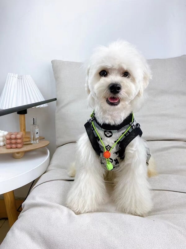 Best dog shirts w569#