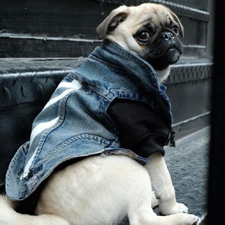 Dog denim vest 125#