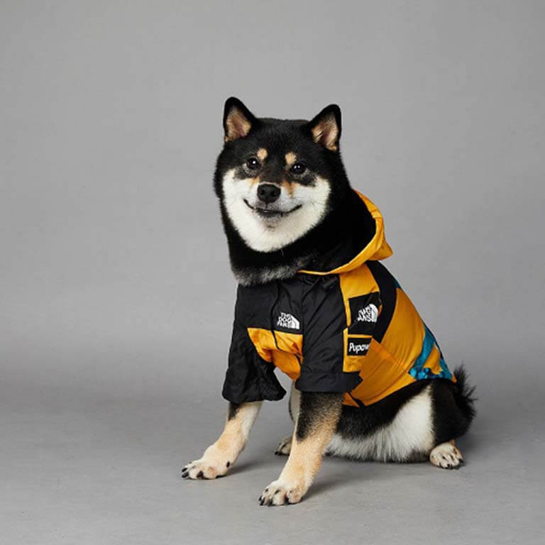 The best new dog rain jacket  w602#