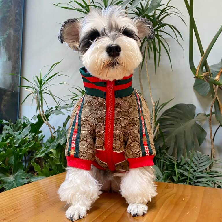 Comfortable dog jackets for winter