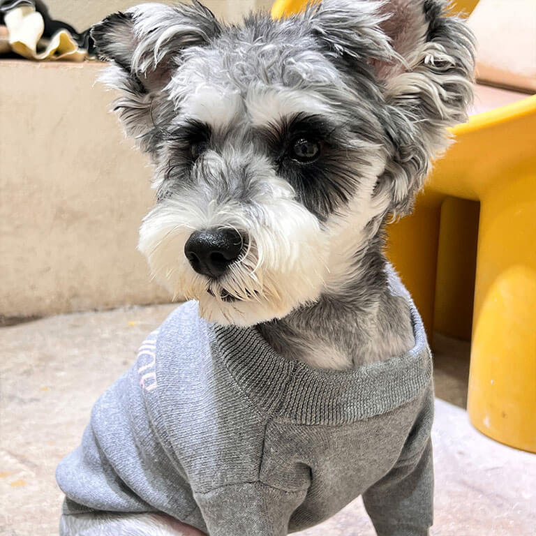 Grey Black sweater for dog w617