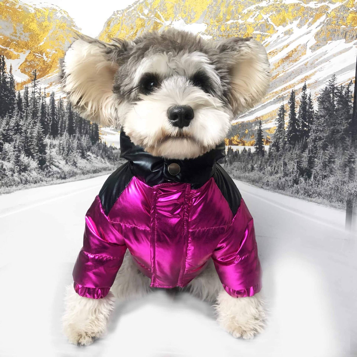 Cool winter dog downjacket w118#