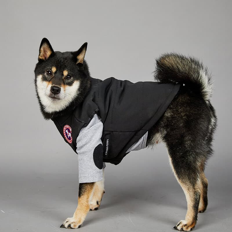 black puffer jacket dog coat w482#
