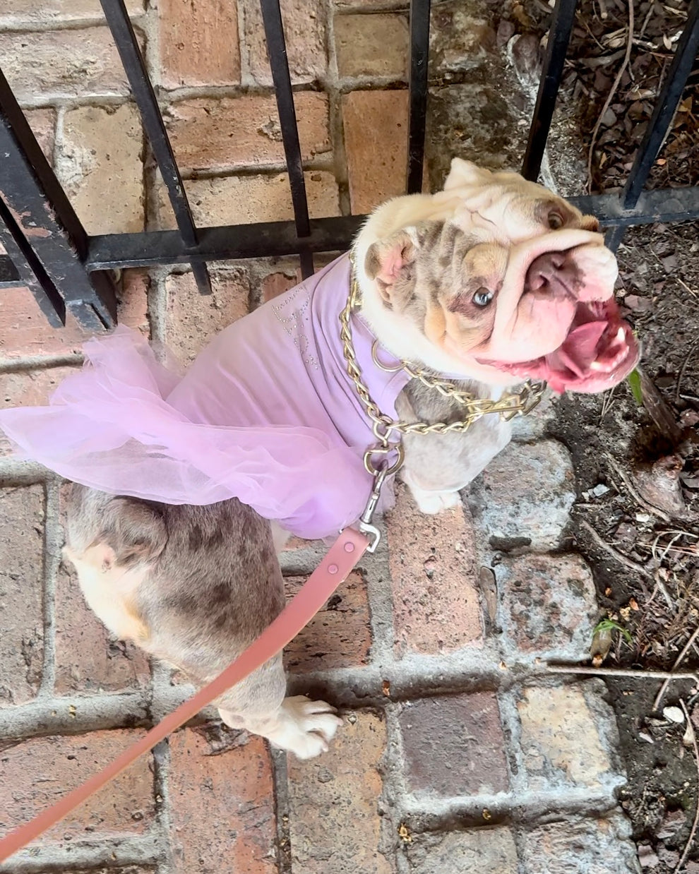 Pawdior Crystal tutu Dress