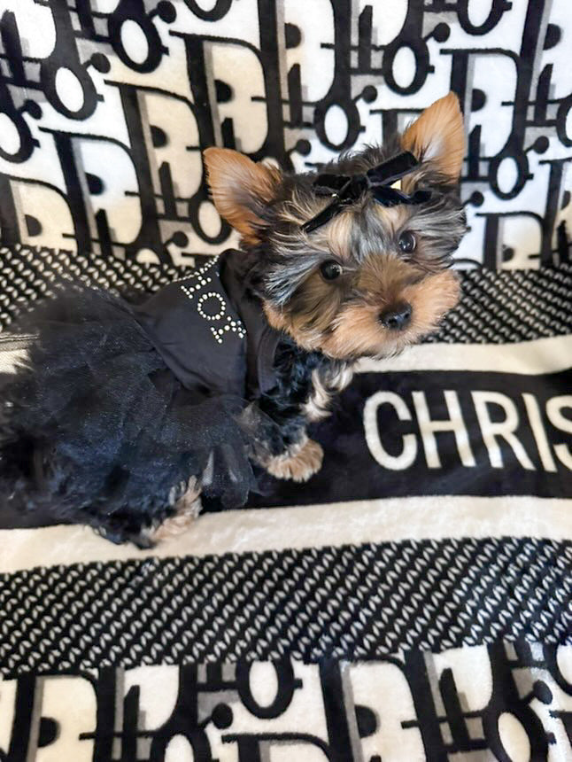 Pawdior Crystal tutu Dress