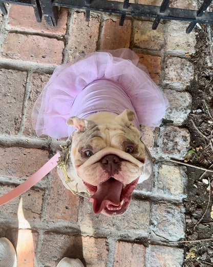 Pawdior Crystal tutu Dress