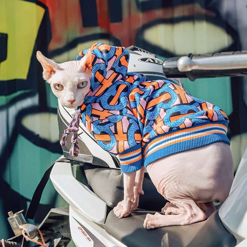 Blue dog hoodie w576#