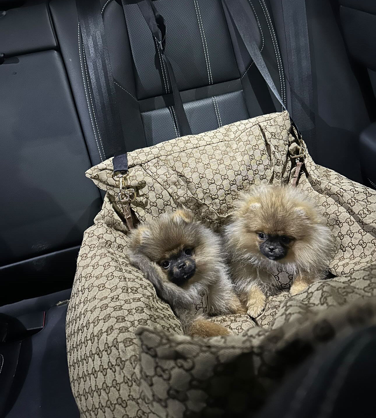 ZUCCINI DOG CAR SEAT FOR  DOGS