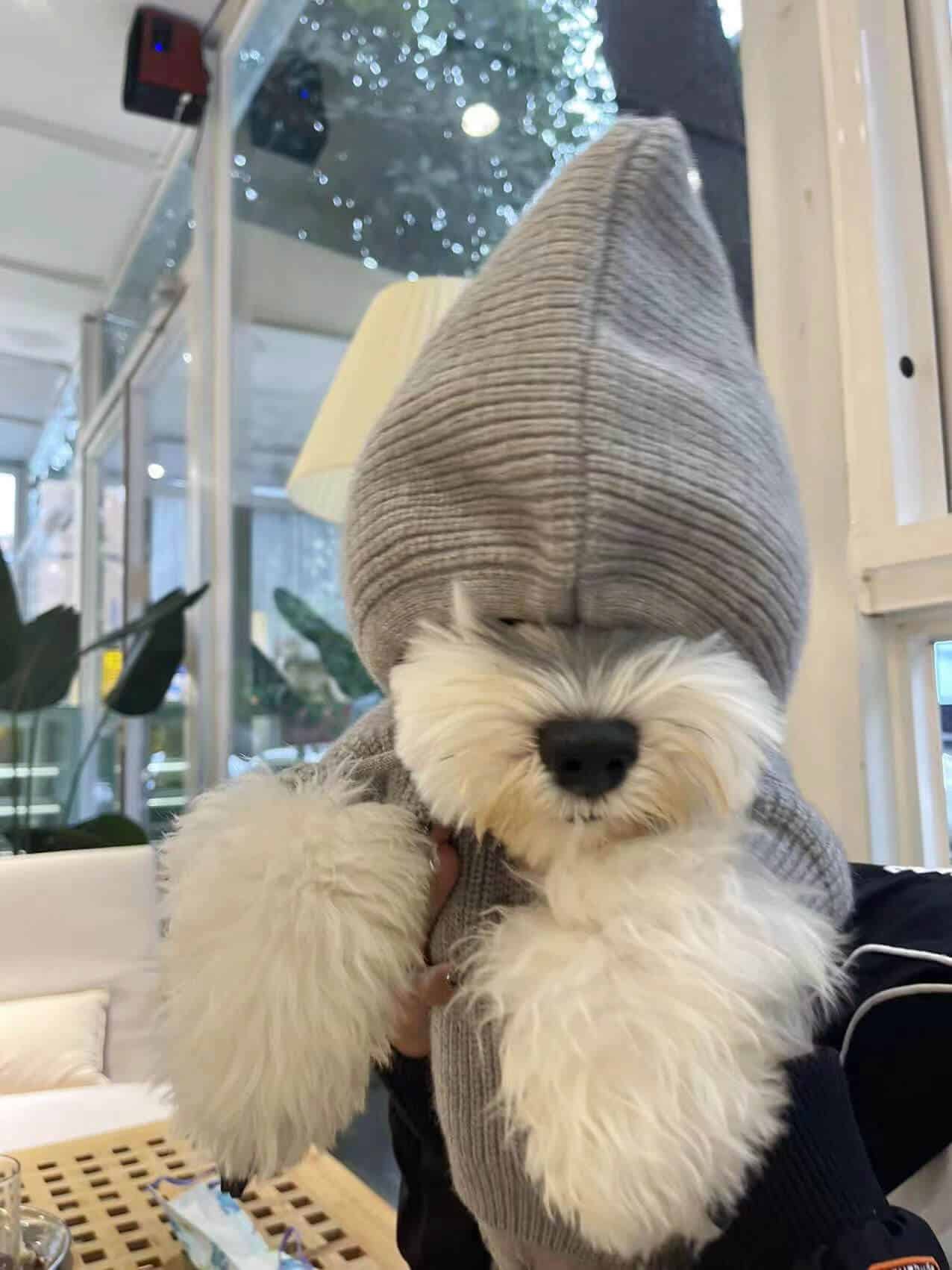 grey dog sweaters with Hoody w511#