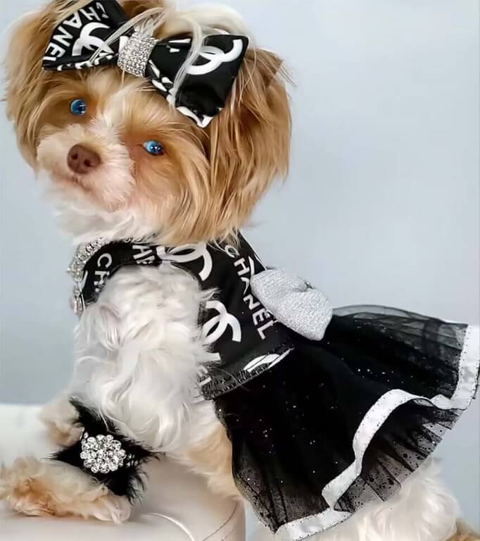 Cute dog clothes for small dogs w603#