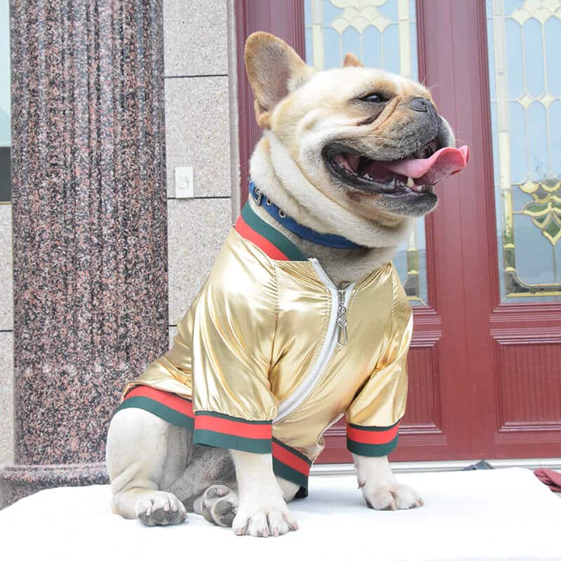 Glossy dog  jacket w309#