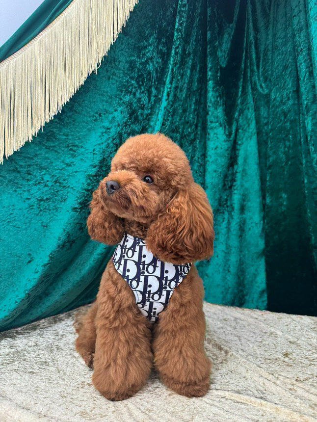 DOGIOR HARNESS & LEASH SET