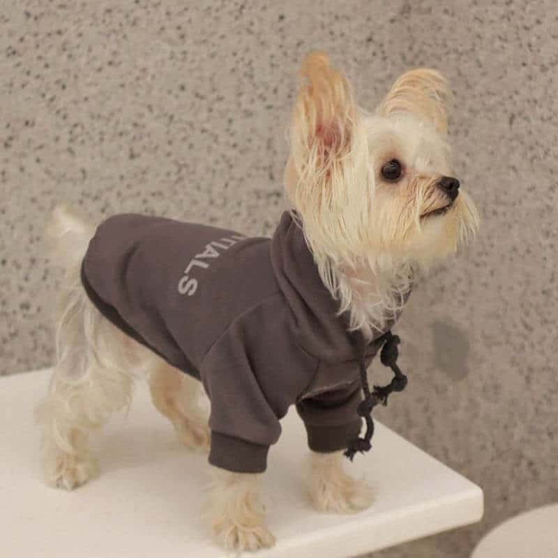 Cream grey designer dog hoodies w578#