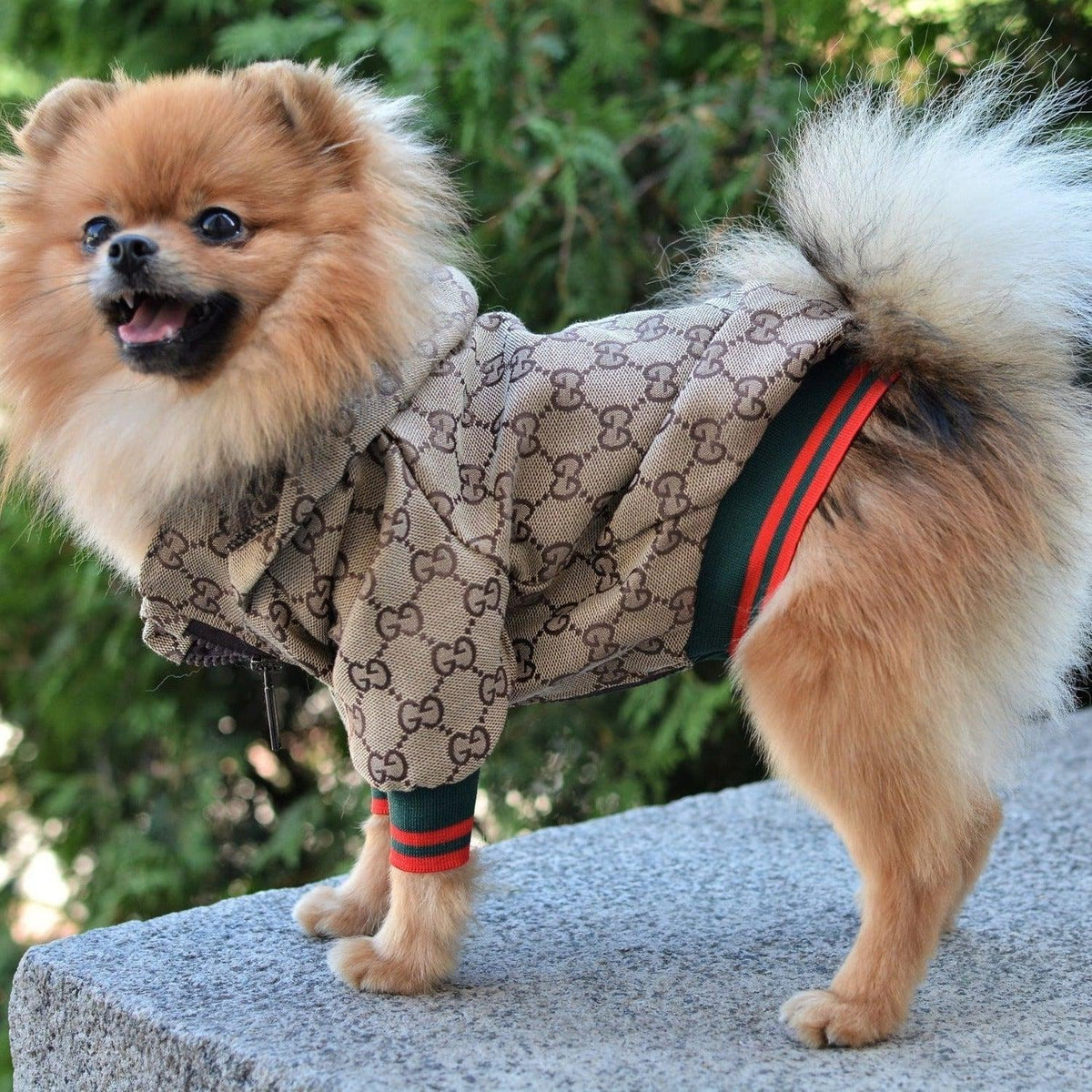 Zoi Dog Jacket