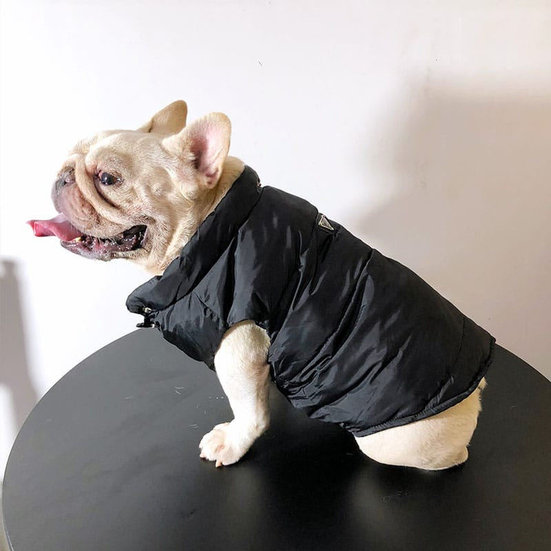 designer winter jacket for dogs w426#