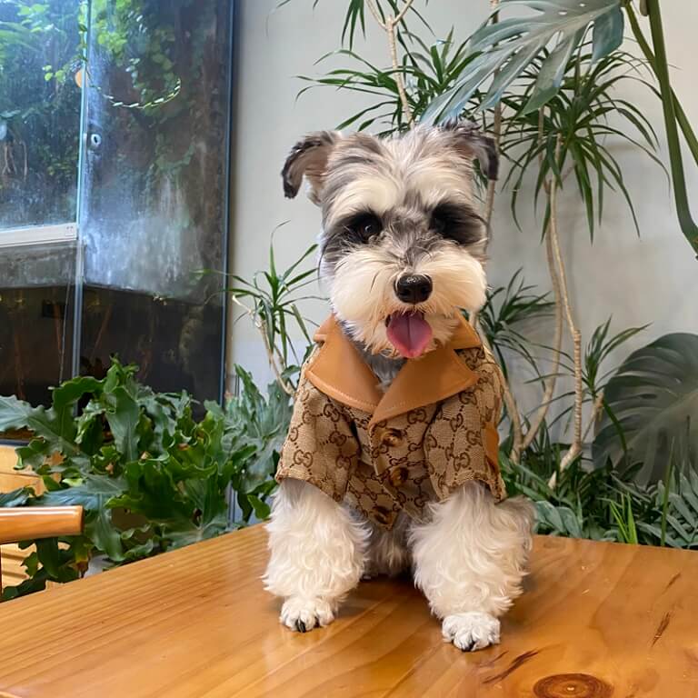 designer coats for small dogs QW679