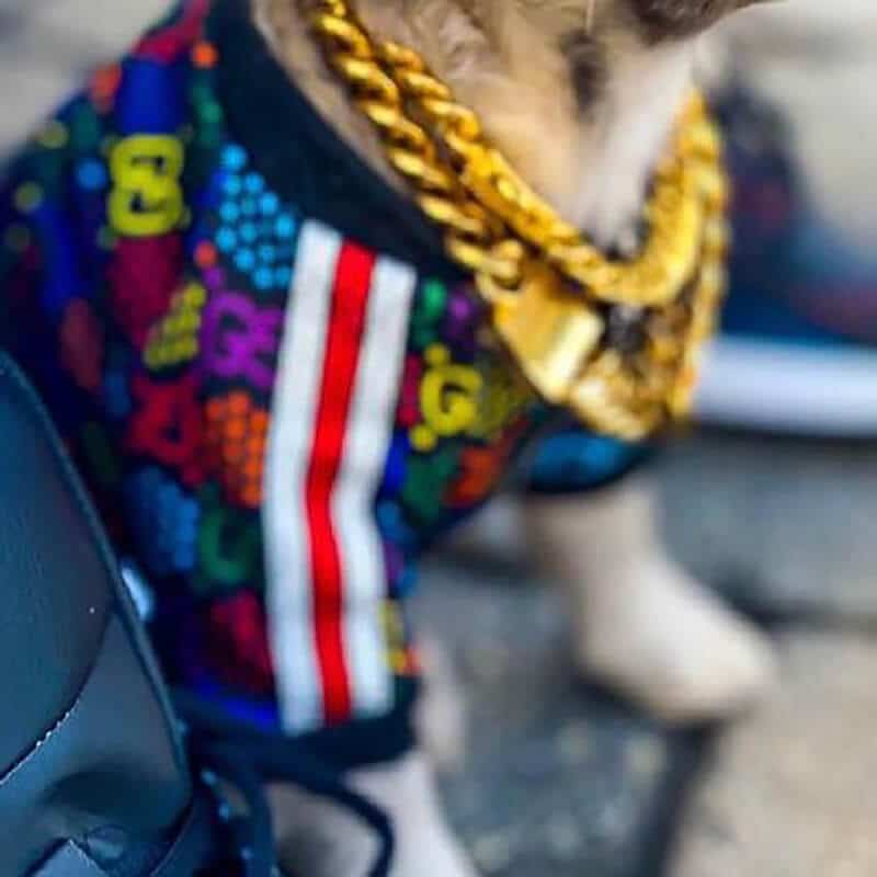 Colorful Stylish dog jacket w308#