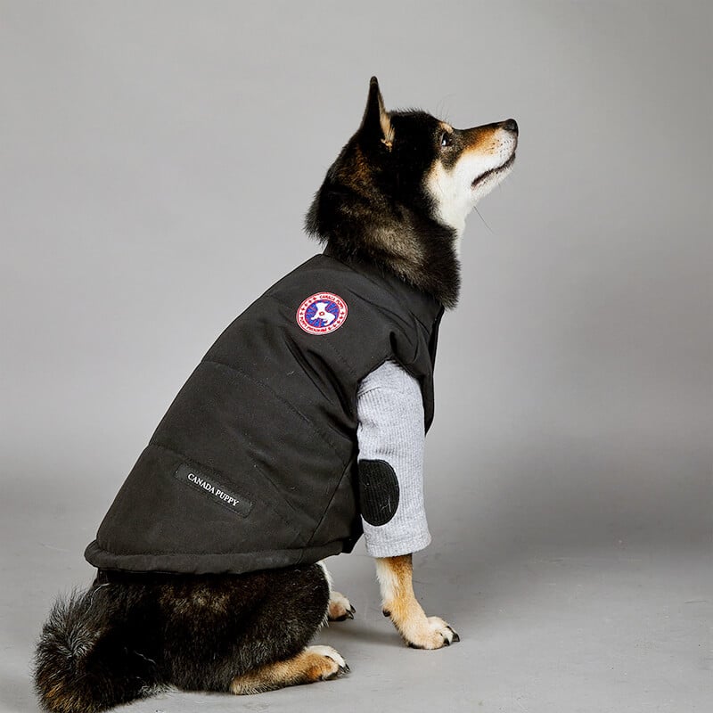 black puffer jacket dog coat w482#